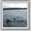 Fungie - ein Delphin der schon 27 Jahre in der Dingle Bucht lebt